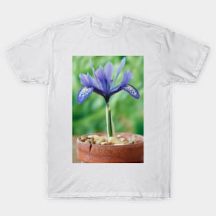 Iris histrioides  &#39;Lady Beatrix Stanley&#39; T-Shirt